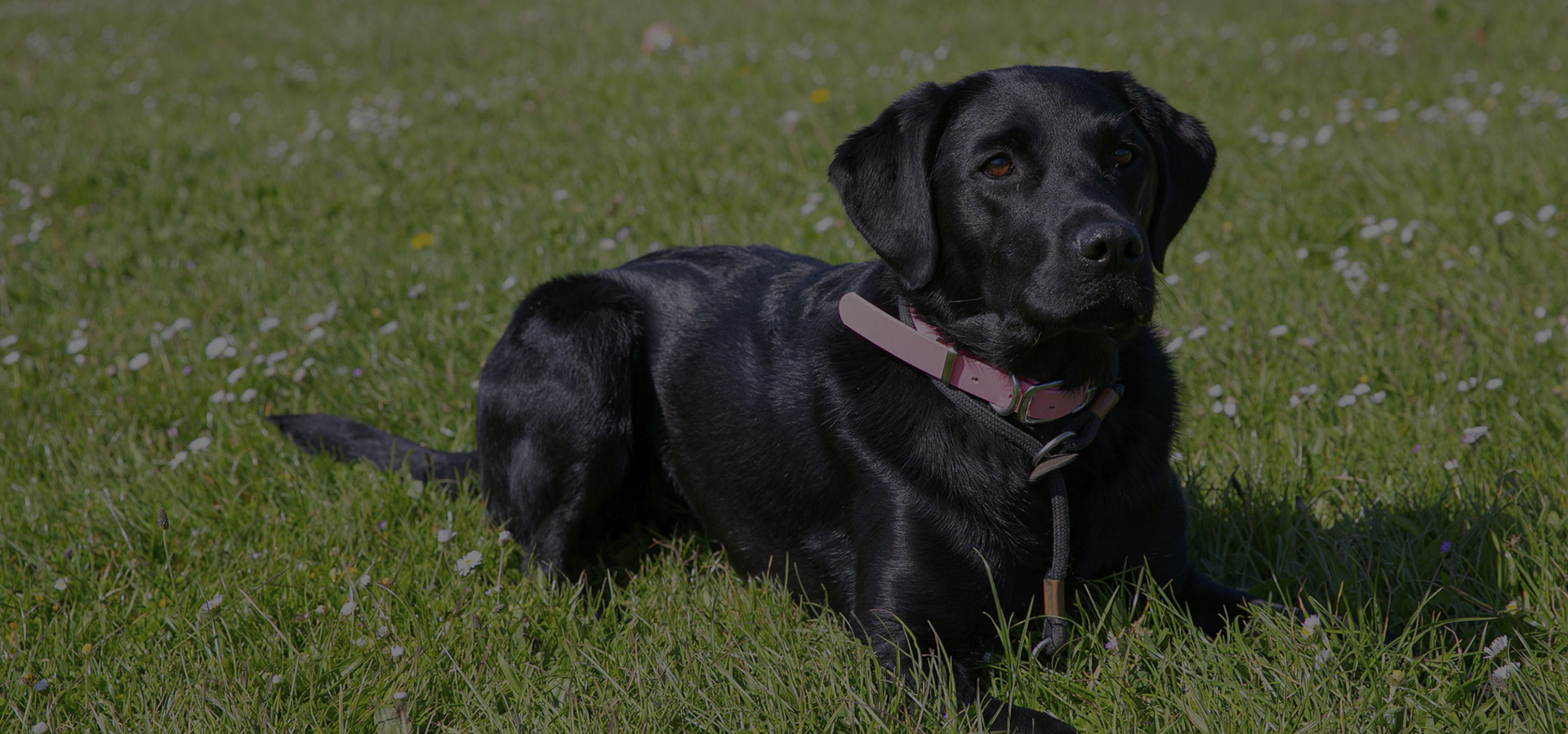 Chloe's Canine Services