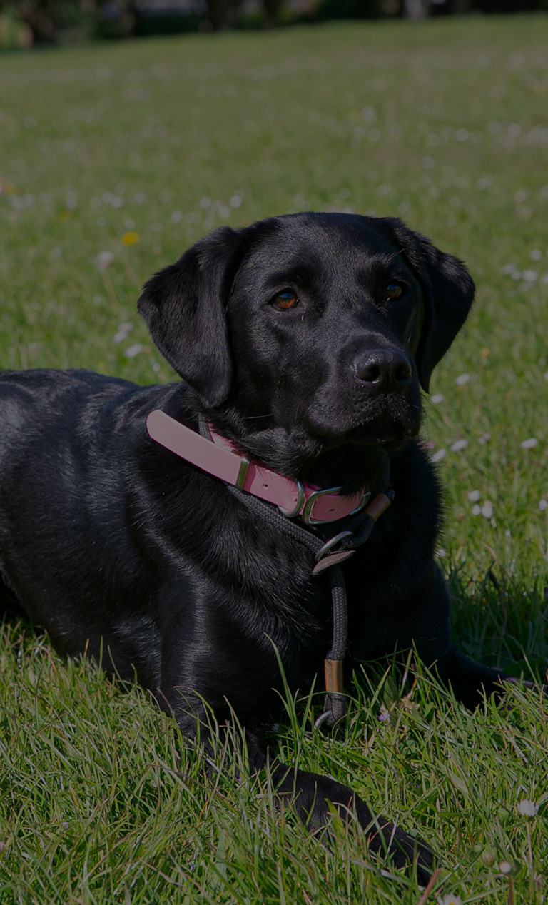 Chloe's Canine Services